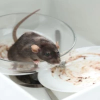 Rodent Dropping Cleanup 3